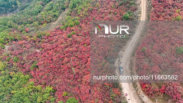 The red leaves cover the mountains in Ruzhou City, Henan Province, China, on October 13, 2024. 