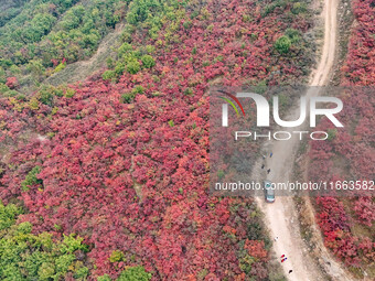 The red leaves cover the mountains in Ruzhou City, Henan Province, China, on October 13, 2024. (