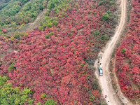 The red leaves cover the mountains in Ruzhou City, Henan Province, China, on October 13, 2024. (