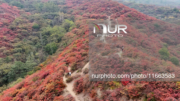 The red leaves cover the mountains in Ruzhou City, Henan Province, China, on October 13, 2024. 