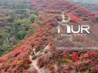 The red leaves cover the mountains in Ruzhou City, Henan Province, China, on October 13, 2024. (