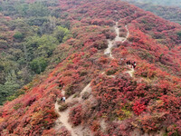 The red leaves cover the mountains in Ruzhou City, Henan Province, China, on October 13, 2024. (