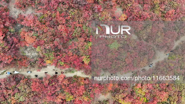 The red leaves cover the mountains in Ruzhou City, Henan Province, China, on October 13, 2024. 