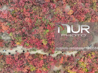 The red leaves cover the mountains in Ruzhou City, Henan Province, China, on October 13, 2024. (