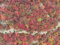 The red leaves cover the mountains in Ruzhou City, Henan Province, China, on October 13, 2024. (