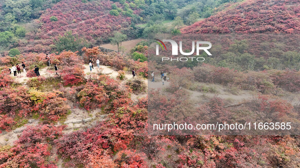 The red leaves cover the mountains in Ruzhou City, Henan Province, China, on October 13, 2024. 