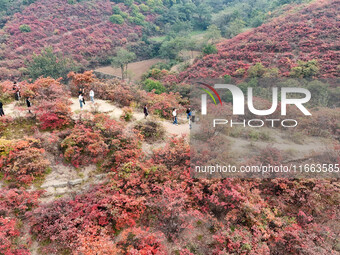 The red leaves cover the mountains in Ruzhou City, Henan Province, China, on October 13, 2024. (