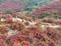 The red leaves cover the mountains in Ruzhou City, Henan Province, China, on October 13, 2024. (