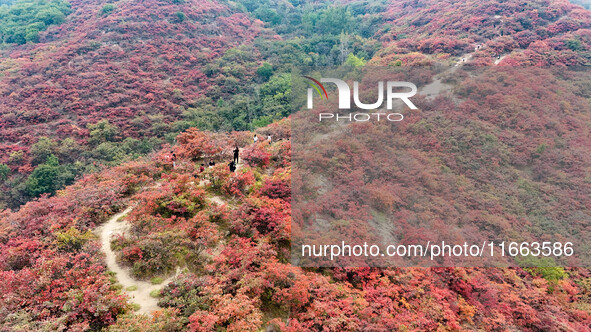 The red leaves cover the mountains in Ruzhou City, Henan Province, China, on October 13, 2024. 