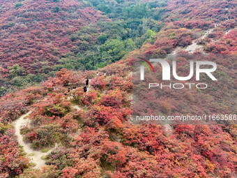 The red leaves cover the mountains in Ruzhou City, Henan Province, China, on October 13, 2024. (