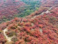 The red leaves cover the mountains in Ruzhou City, Henan Province, China, on October 13, 2024. (