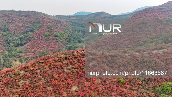 The red leaves cover the mountains in Ruzhou City, Henan Province, China, on October 13, 2024. 