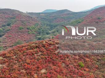 The red leaves cover the mountains in Ruzhou City, Henan Province, China, on October 13, 2024. (