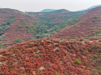 The red leaves cover the mountains in Ruzhou City, Henan Province, China, on October 13, 2024. (