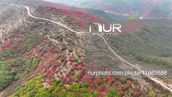 The red leaves cover the mountains in Ruzhou City, Henan Province, China, on October 13, 2024. 