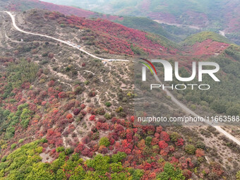 The red leaves cover the mountains in Ruzhou City, Henan Province, China, on October 13, 2024. (