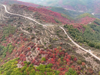 The red leaves cover the mountains in Ruzhou City, Henan Province, China, on October 13, 2024. (