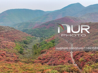 The red leaves cover the mountains in Ruzhou City, Henan Province, China, on October 13, 2024. (