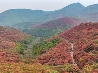 The red leaves cover the mountains in Ruzhou City, Henan Province, China, on October 13, 2024. (