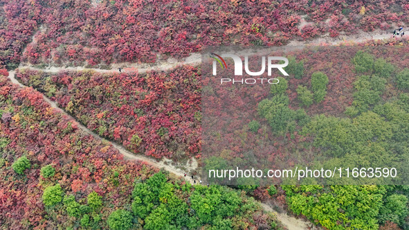 The red leaves cover the mountains in Ruzhou City, Henan Province, China, on October 13, 2024. 