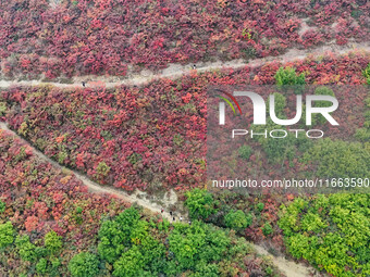 The red leaves cover the mountains in Ruzhou City, Henan Province, China, on October 13, 2024. (