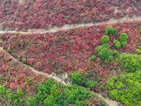 The red leaves cover the mountains in Ruzhou City, Henan Province, China, on October 13, 2024. (