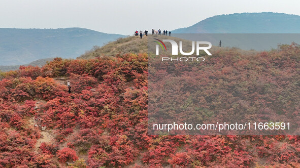 The red leaves cover the mountains in Ruzhou City, Henan Province, China, on October 13, 2024. 