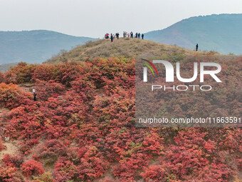 The red leaves cover the mountains in Ruzhou City, Henan Province, China, on October 13, 2024. (