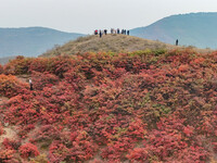 The red leaves cover the mountains in Ruzhou City, Henan Province, China, on October 13, 2024. (