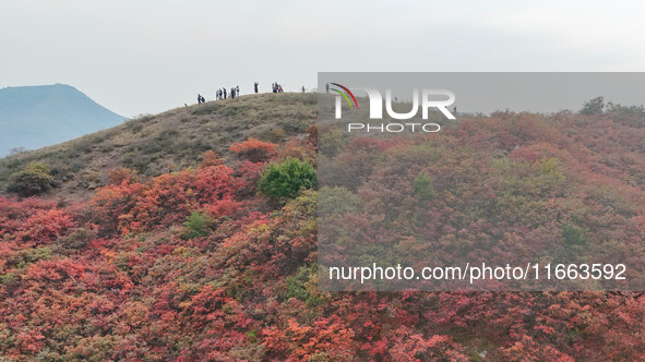 The red leaves cover the mountains in Ruzhou City, Henan Province, China, on October 13, 2024. 