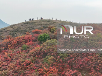 The red leaves cover the mountains in Ruzhou City, Henan Province, China, on October 13, 2024. (