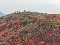 The red leaves cover the mountains in Ruzhou City, Henan Province, China, on October 13, 2024. (