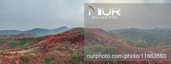 The red leaves cover the mountains in Ruzhou City, Henan Province, China, on October 13, 2024. 