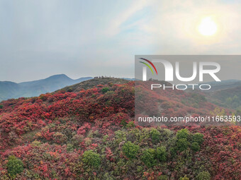 The red leaves cover the mountains in Ruzhou City, Henan Province, China, on October 13, 2024. (