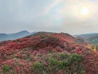 The red leaves cover the mountains in Ruzhou City, Henan Province, China, on October 13, 2024. (