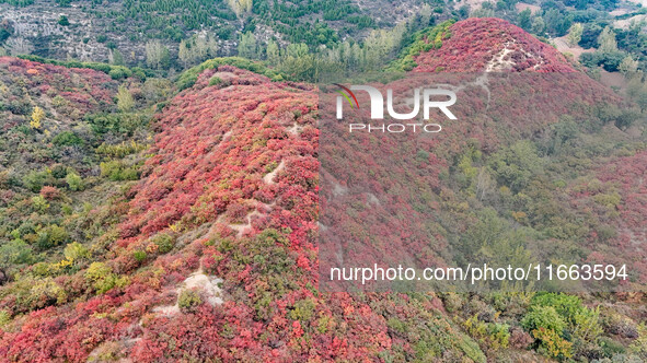 The red leaves cover the mountains in Ruzhou City, Henan Province, China, on October 13, 2024. 