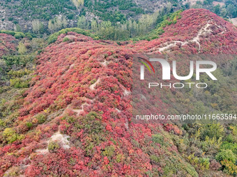 The red leaves cover the mountains in Ruzhou City, Henan Province, China, on October 13, 2024. (