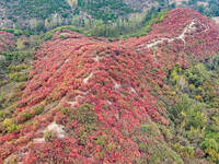 The red leaves cover the mountains in Ruzhou City, Henan Province, China, on October 13, 2024. (