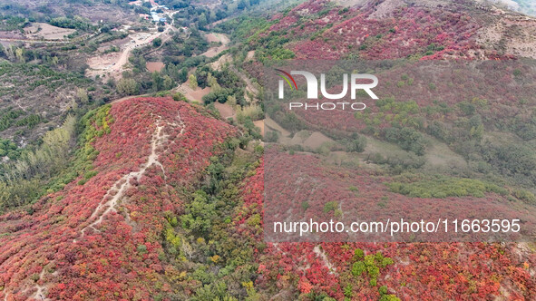 The red leaves cover the mountains in Ruzhou City, Henan Province, China, on October 13, 2024. 