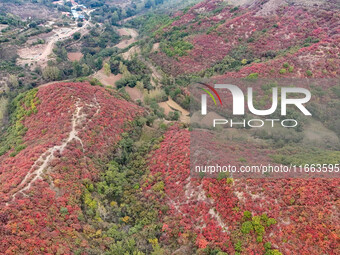 The red leaves cover the mountains in Ruzhou City, Henan Province, China, on October 13, 2024. (