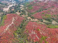 The red leaves cover the mountains in Ruzhou City, Henan Province, China, on October 13, 2024. (