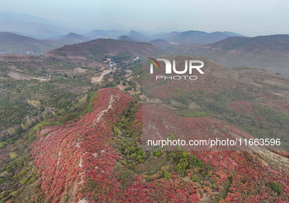 The red leaves cover the mountains in Ruzhou City, Henan Province, China, on October 13, 2024. 