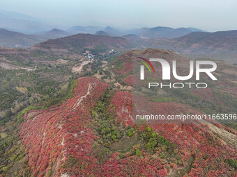 The red leaves cover the mountains in Ruzhou City, Henan Province, China, on October 13, 2024. (