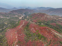 The red leaves cover the mountains in Ruzhou City, Henan Province, China, on October 13, 2024. (