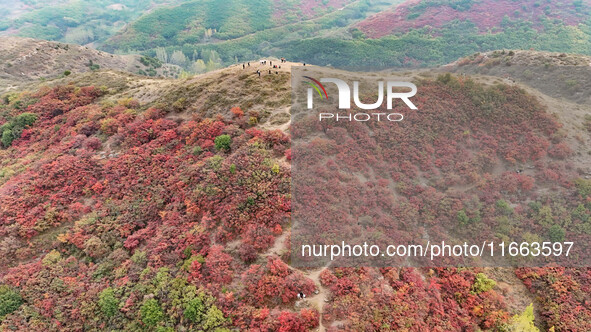 The red leaves cover the mountains in Ruzhou City, Henan Province, China, on October 13, 2024. 