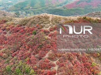 The red leaves cover the mountains in Ruzhou City, Henan Province, China, on October 13, 2024. (