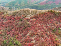 The red leaves cover the mountains in Ruzhou City, Henan Province, China, on October 13, 2024. (