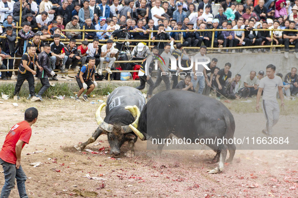 People watch a bullfight at a bullfighting pond in Congjiang County, Guizhou Province, China, on October 13, 2024. 