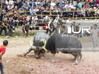 People watch a bullfight at a bullfighting pond in Congjiang County, Guizhou Province, China, on October 13, 2024. (