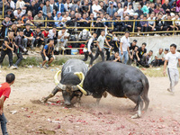 People watch a bullfight at a bullfighting pond in Congjiang County, Guizhou Province, China, on October 13, 2024. (